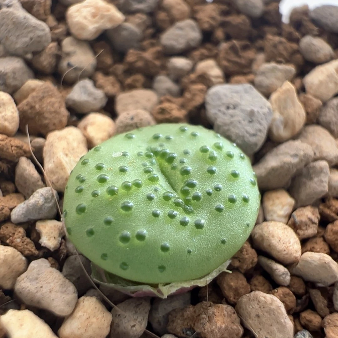 692。火龙果安贞。优选