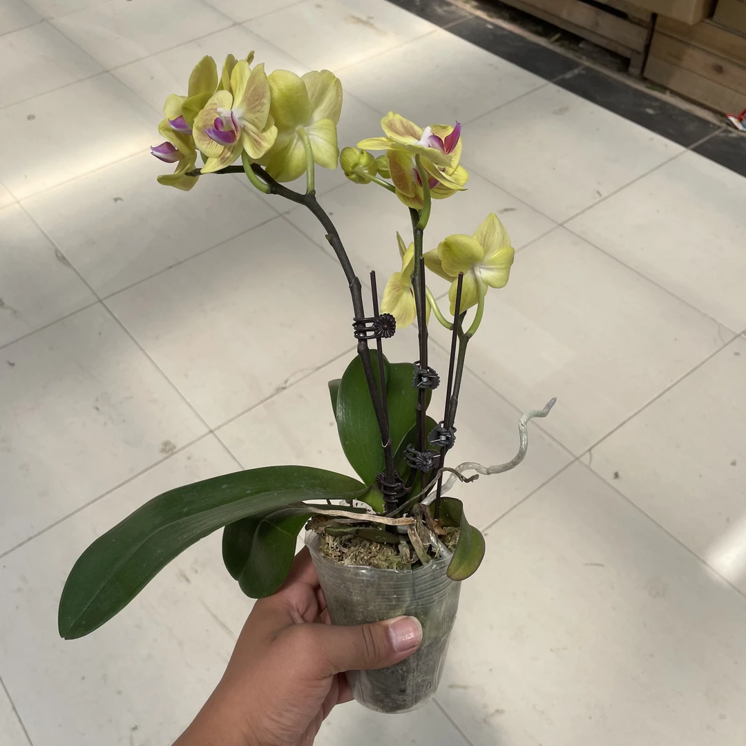 好吉利蝴蝶兰 室内开花盆栽