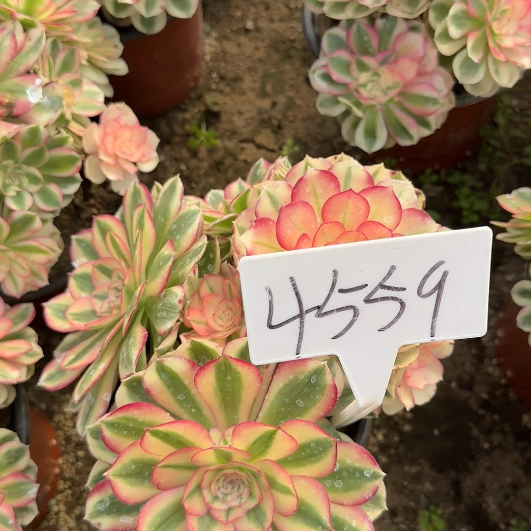 4559倾城多肉法师多肉