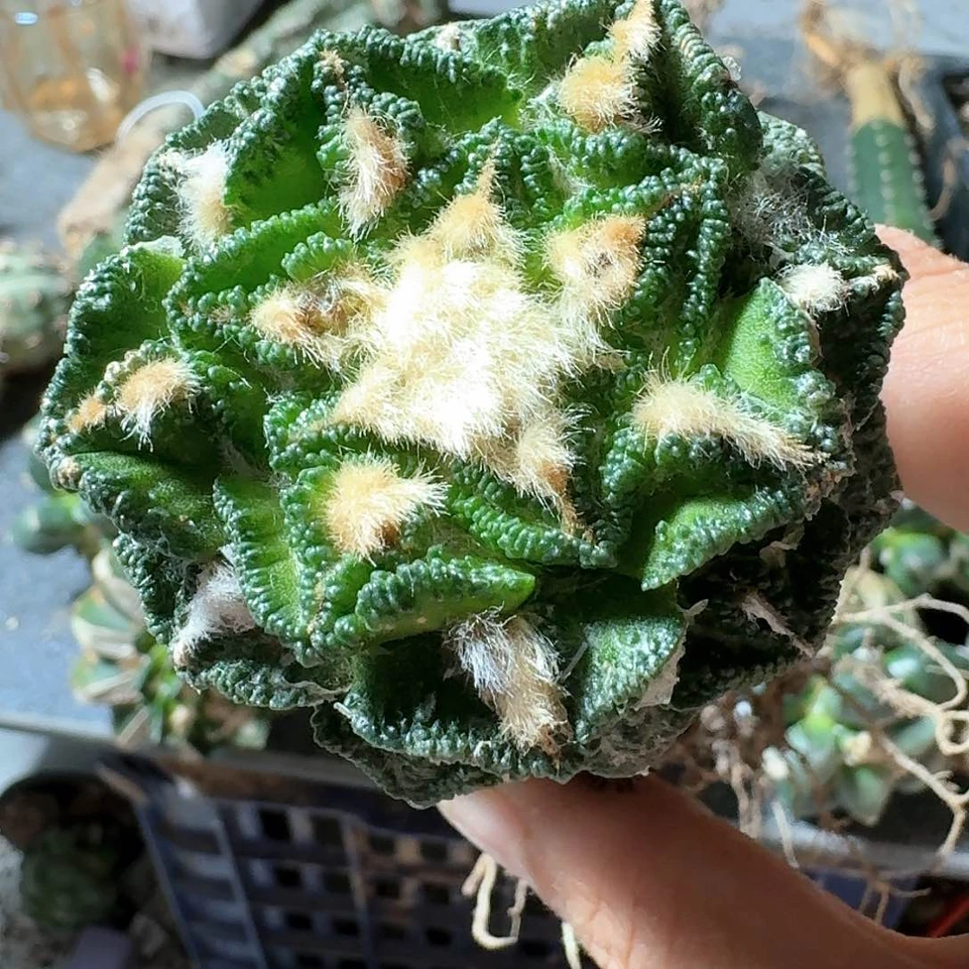 【闪购商品】无花朵桃***地辛顿744