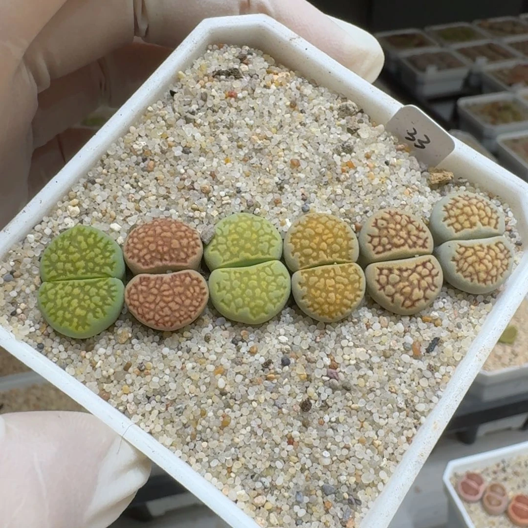 1**10202-47生石花花花