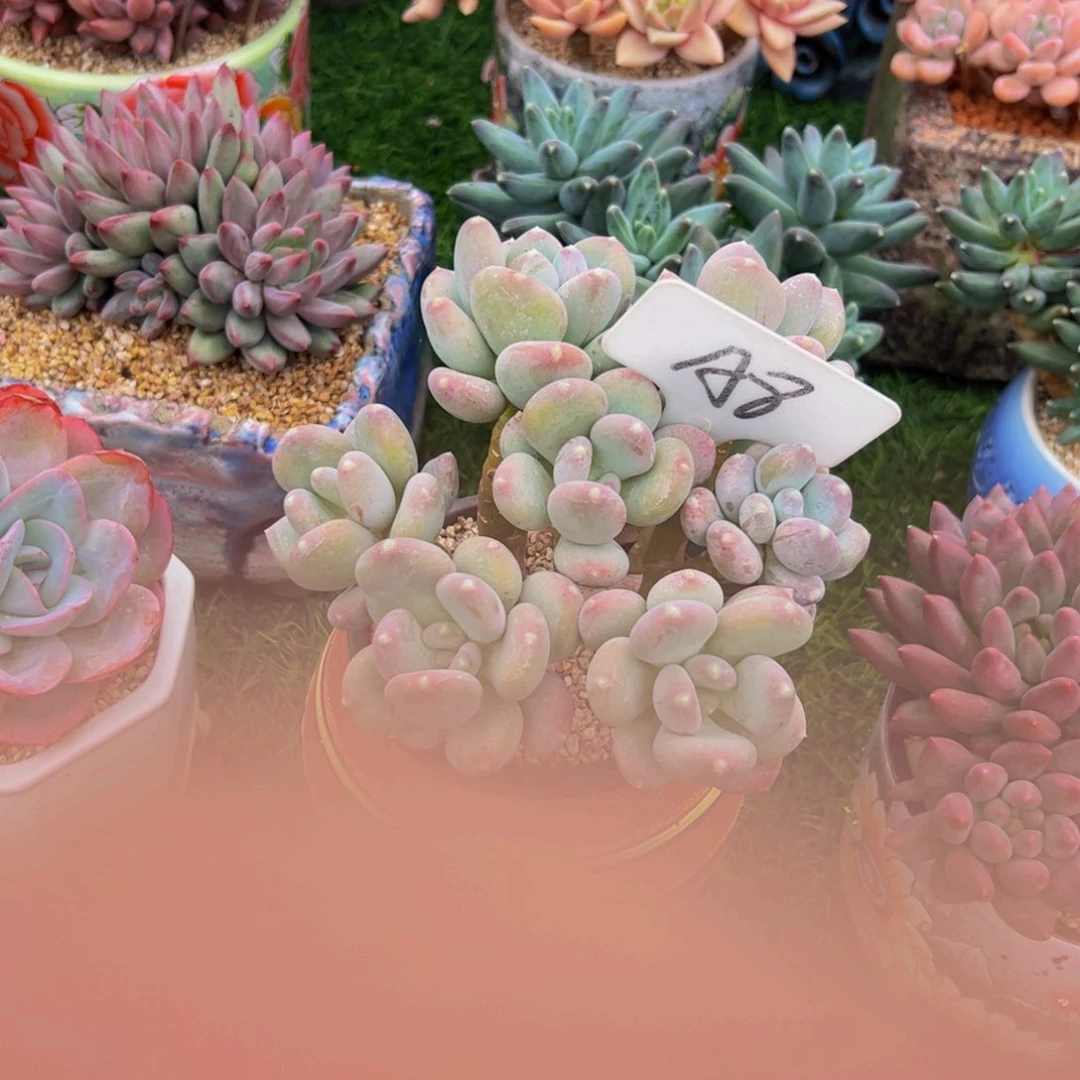 苏*梦咖啡美人多肉植物