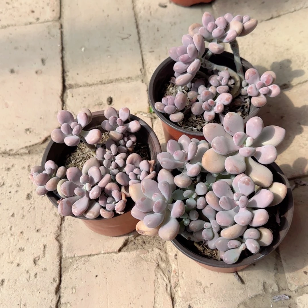 无花朵桃蛋小号特价多肉