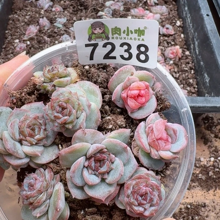 多肉植物多肉植物