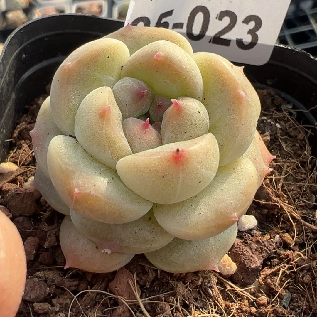 小卡拉米糖心一物一拍5-23