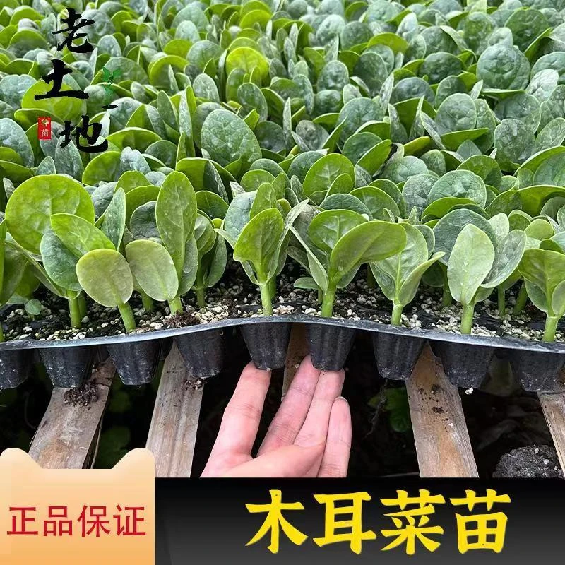 【国庆特惠】新鲜正宗木耳菜蔬菜秧苗