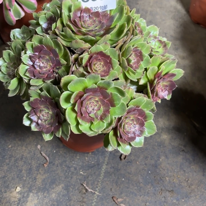 兜****瑞妈，，。。。。。。652干枯玫瑰，