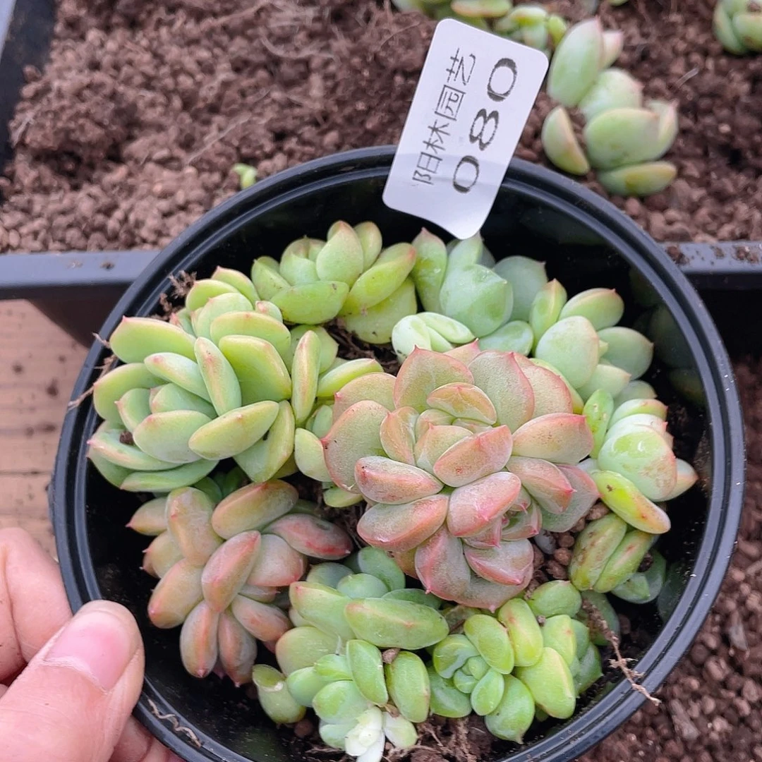 多肉植物多肉植物80
