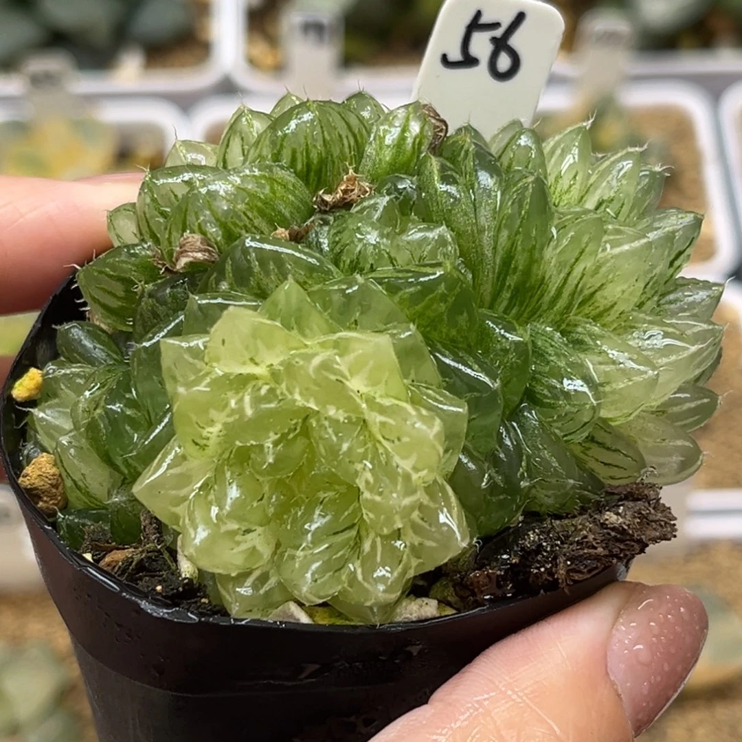 56群生翠云锦福利专场