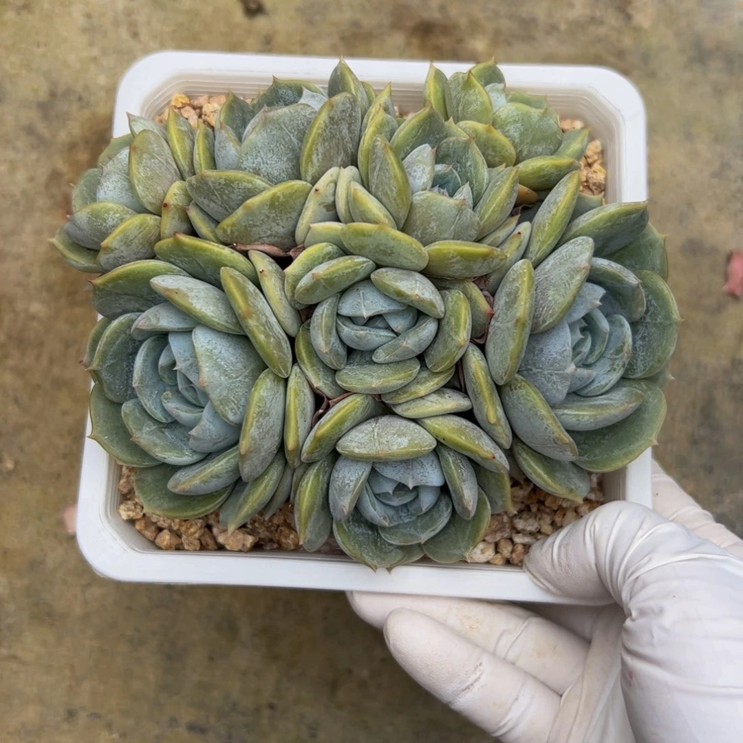 ✿***。劳林自然群多肉植物