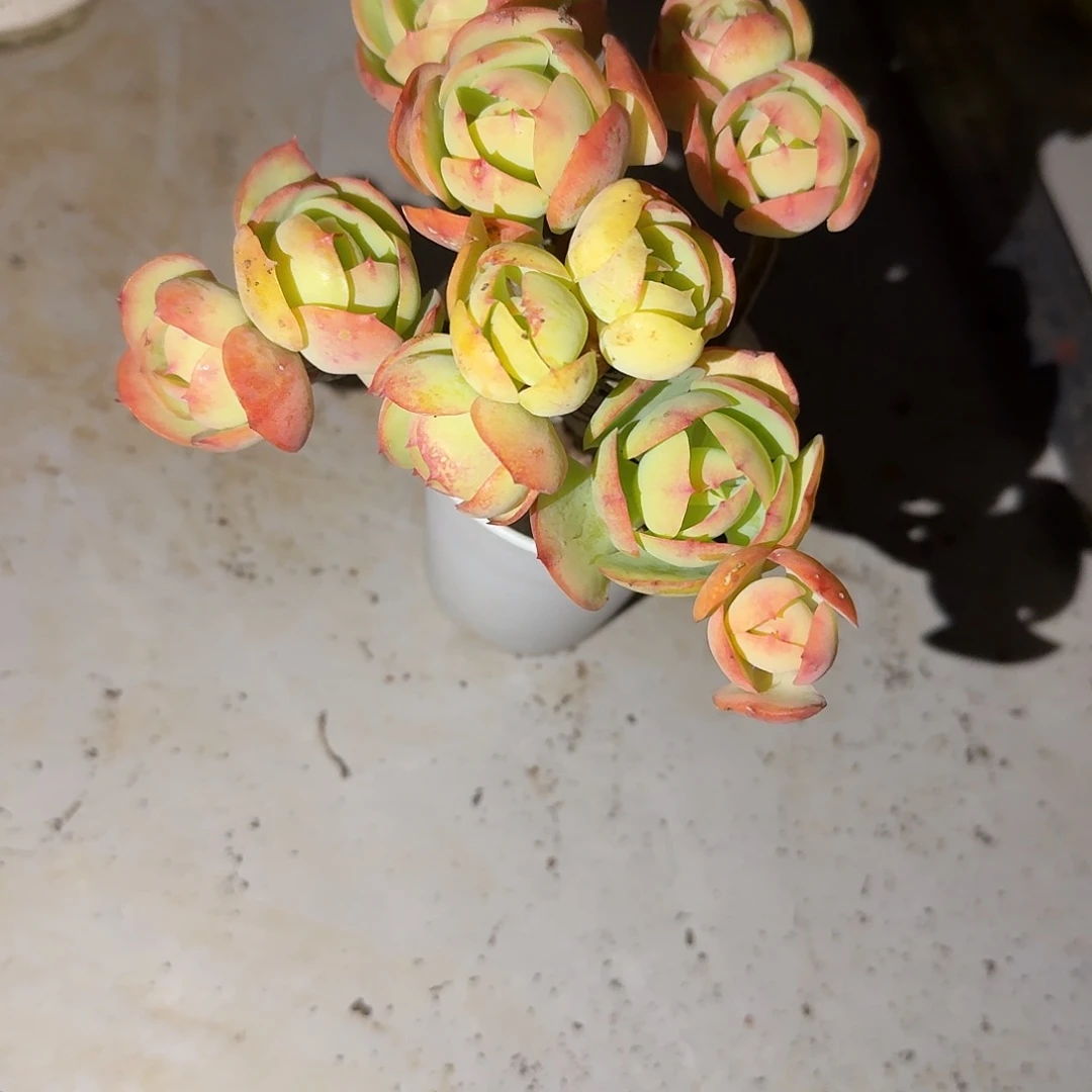 W***e鸡蛋碧桃多肉植物一颗