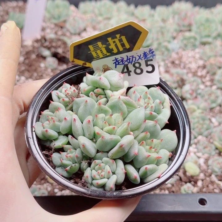 多肉植物多肉植物