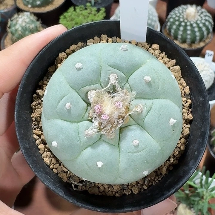 126号蓝白肌小海鲜仙人球