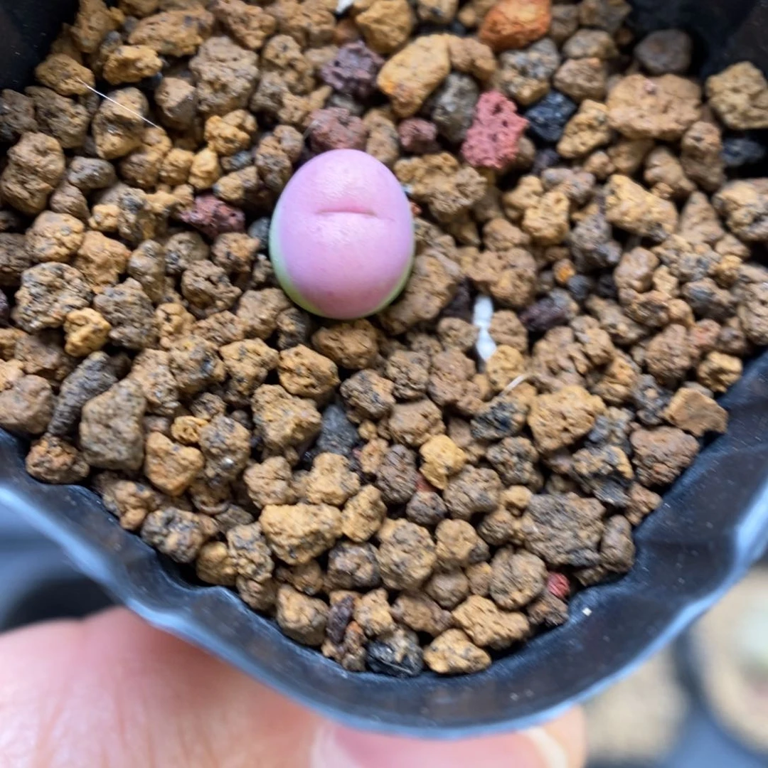 多肉植物肉锥杂交K-960（0.8）吕杂