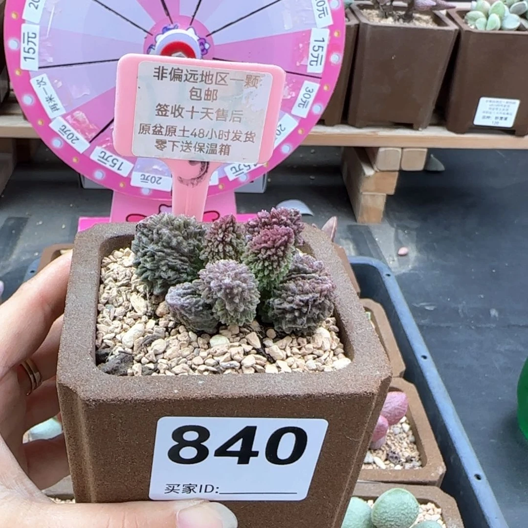 亦*840朱紫玉多肉植物