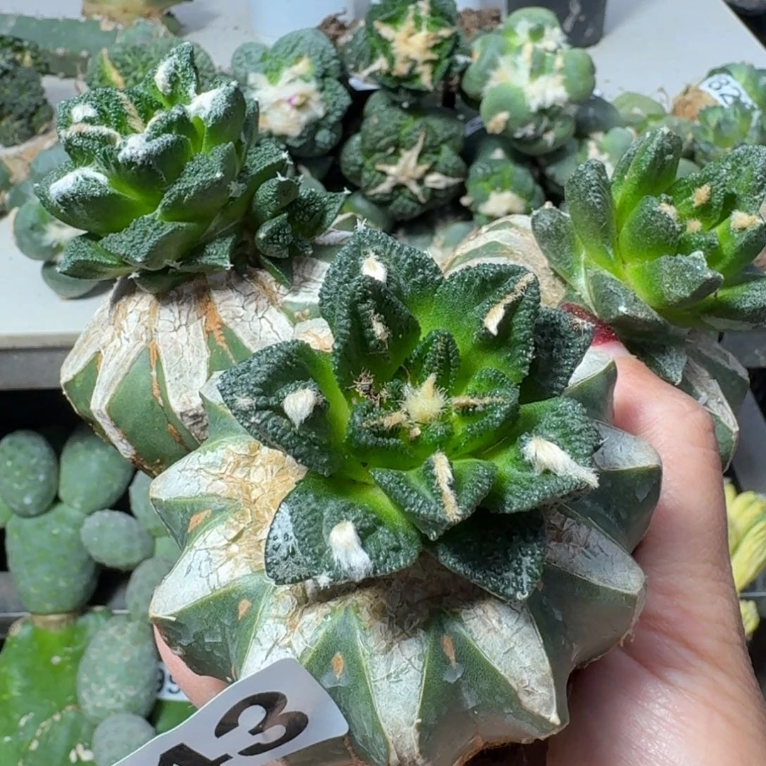【闪购商品】无花朵福利三颗捡漏牡丹943