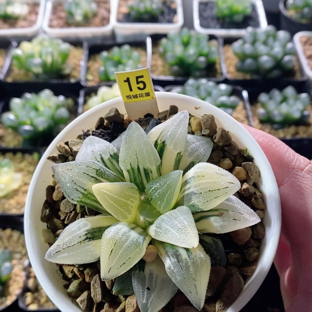 实生磨面锦多肉植物