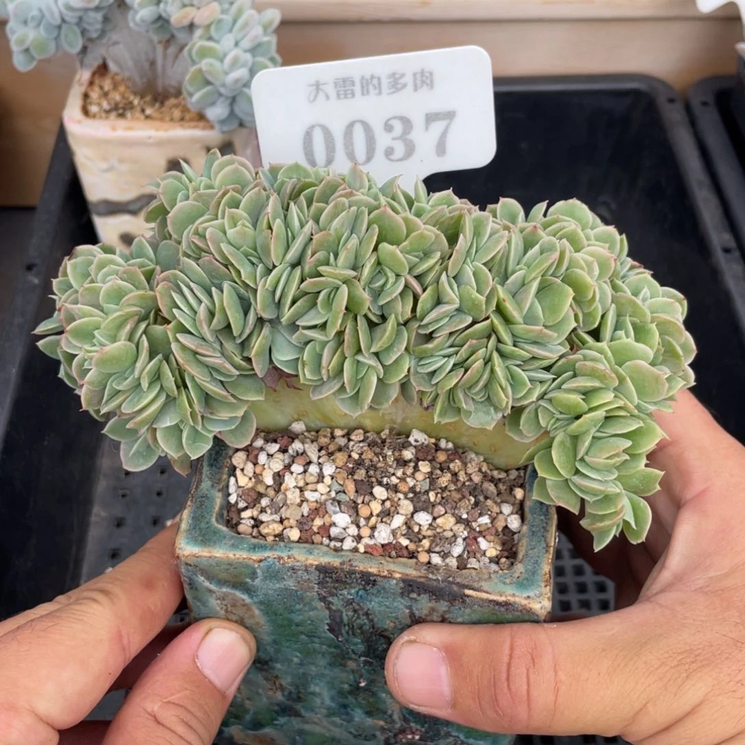 0037星娜塔缀不带盆15厘米底切