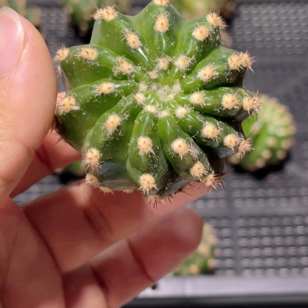 丽 红婵侧芽歪4公分左右