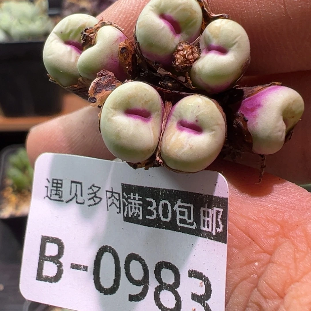 多肉植物1111111111111111111