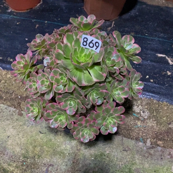 桂*安娜多肉植物869