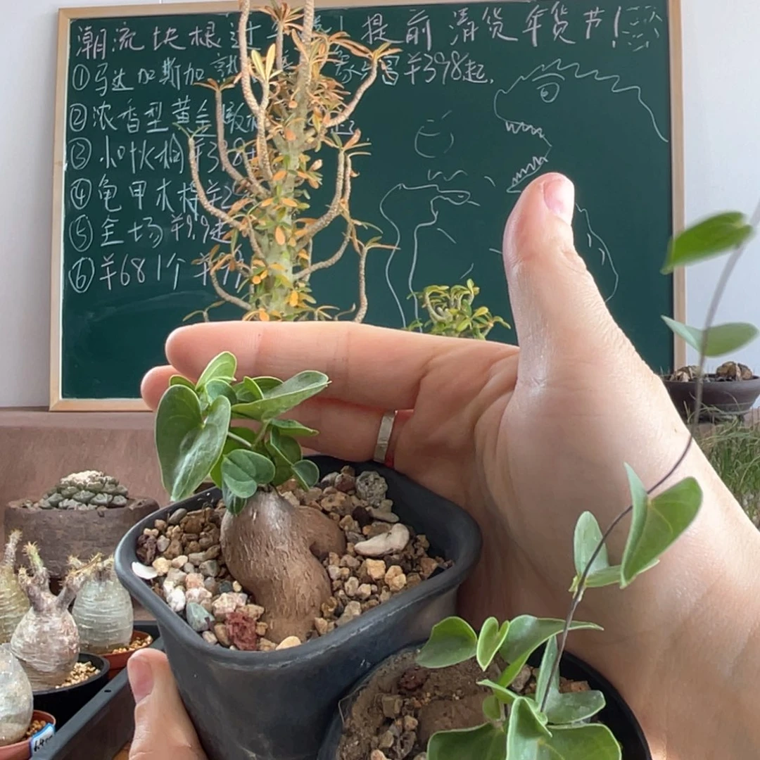 1月21日直播间福利龟甲