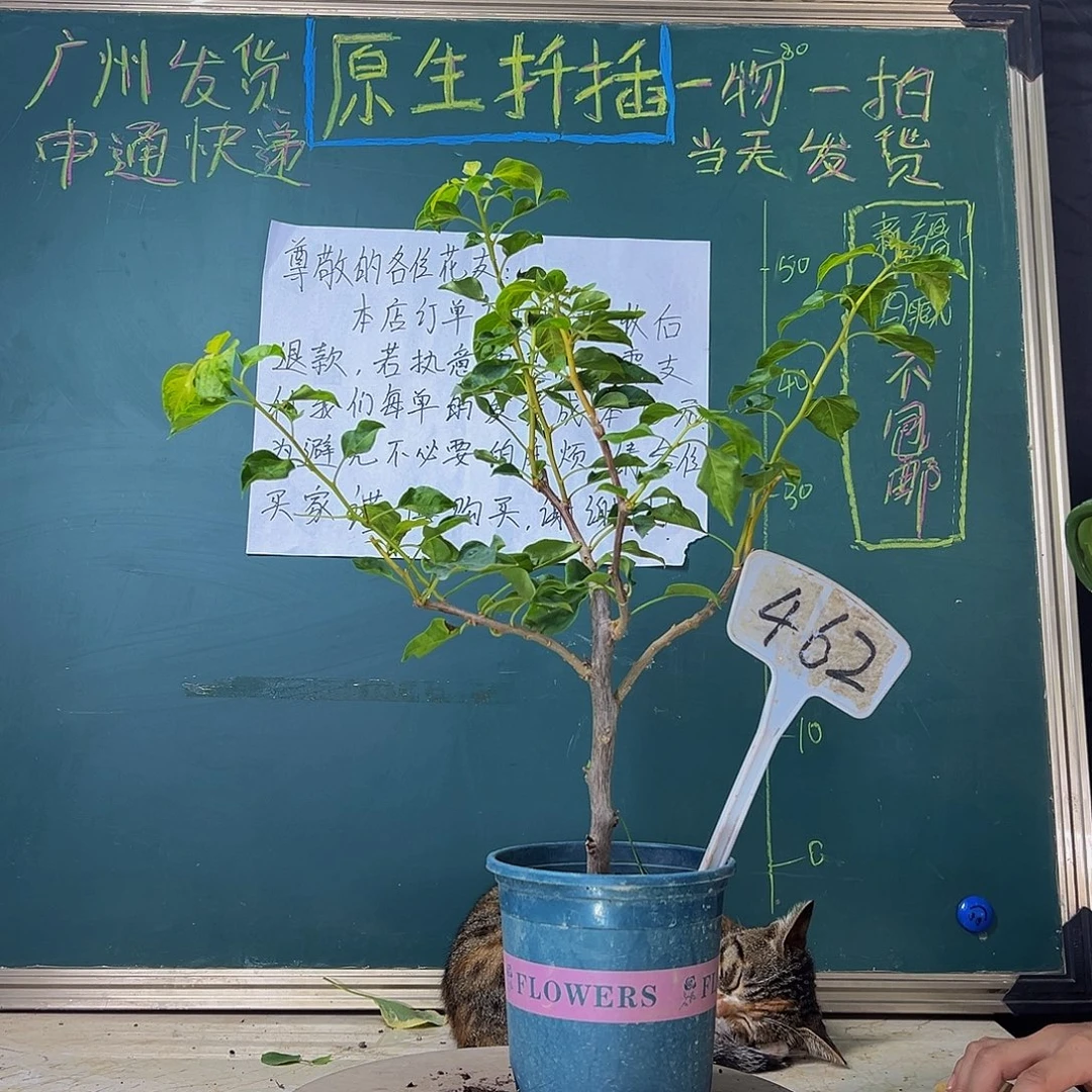 当前无花栽培后可以开花 蒙娜丽莎黄  462