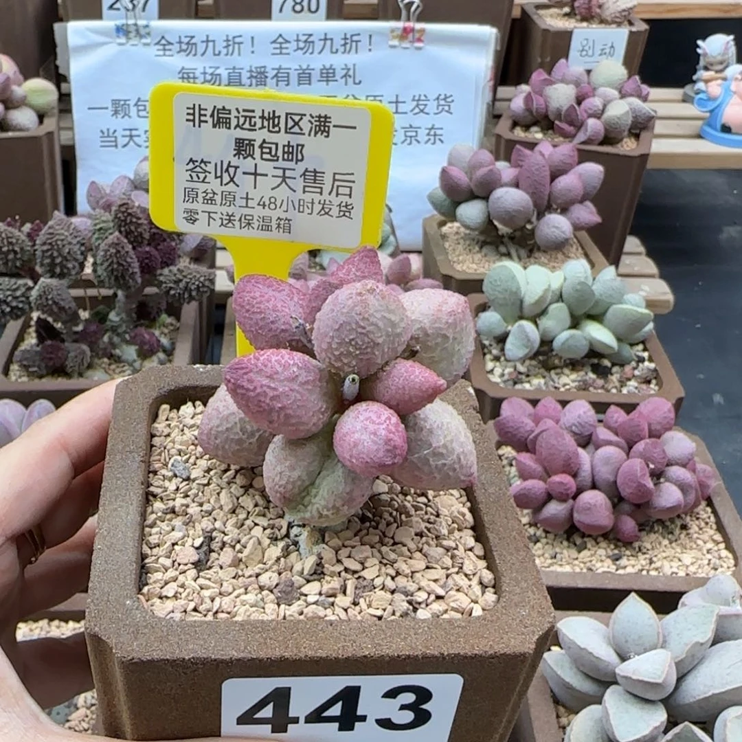 443糖果多肉植物