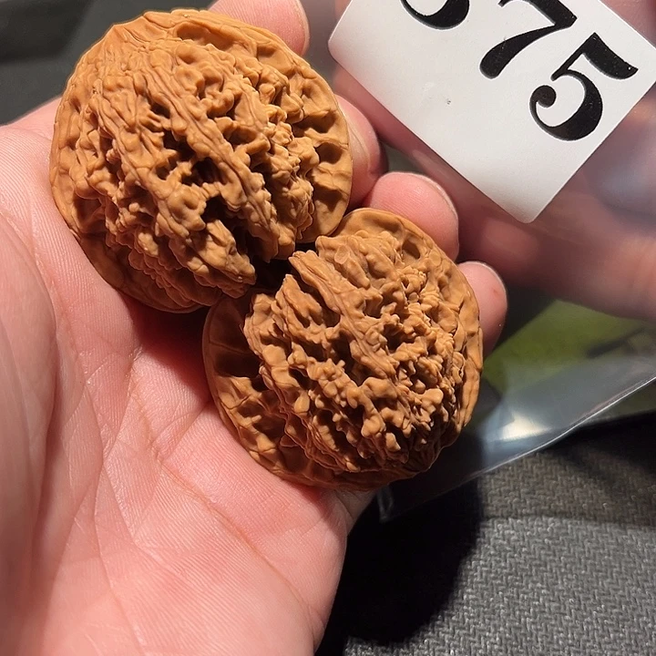 核桃1111111111111111