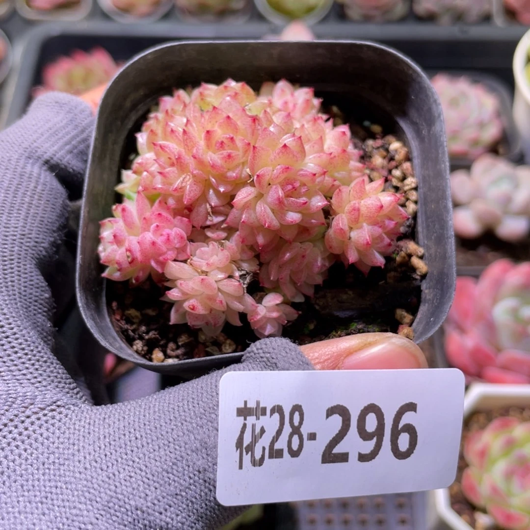 花利美28-296麦秆群