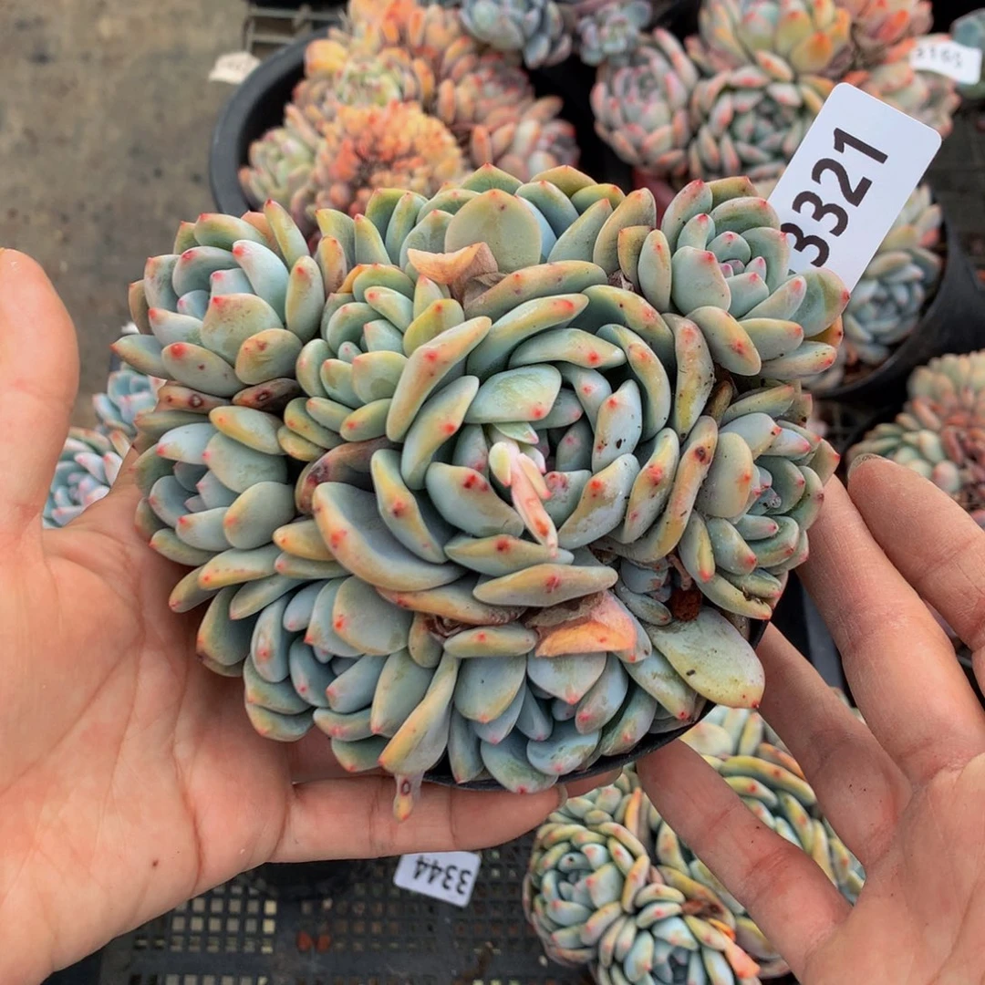 3321嗯嗯真的不太喜欢这样