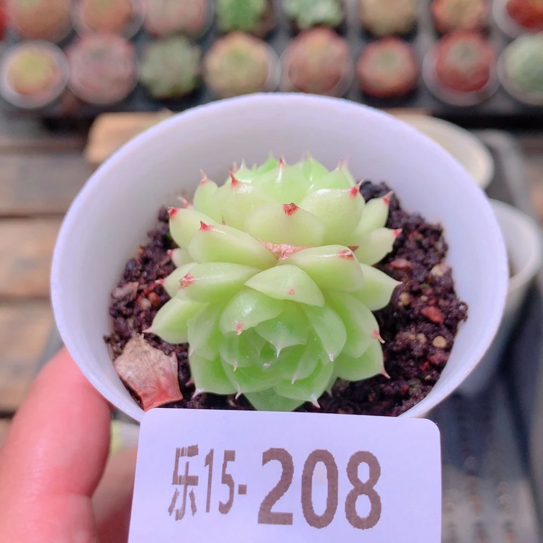 乐然15-208 麦秆双头