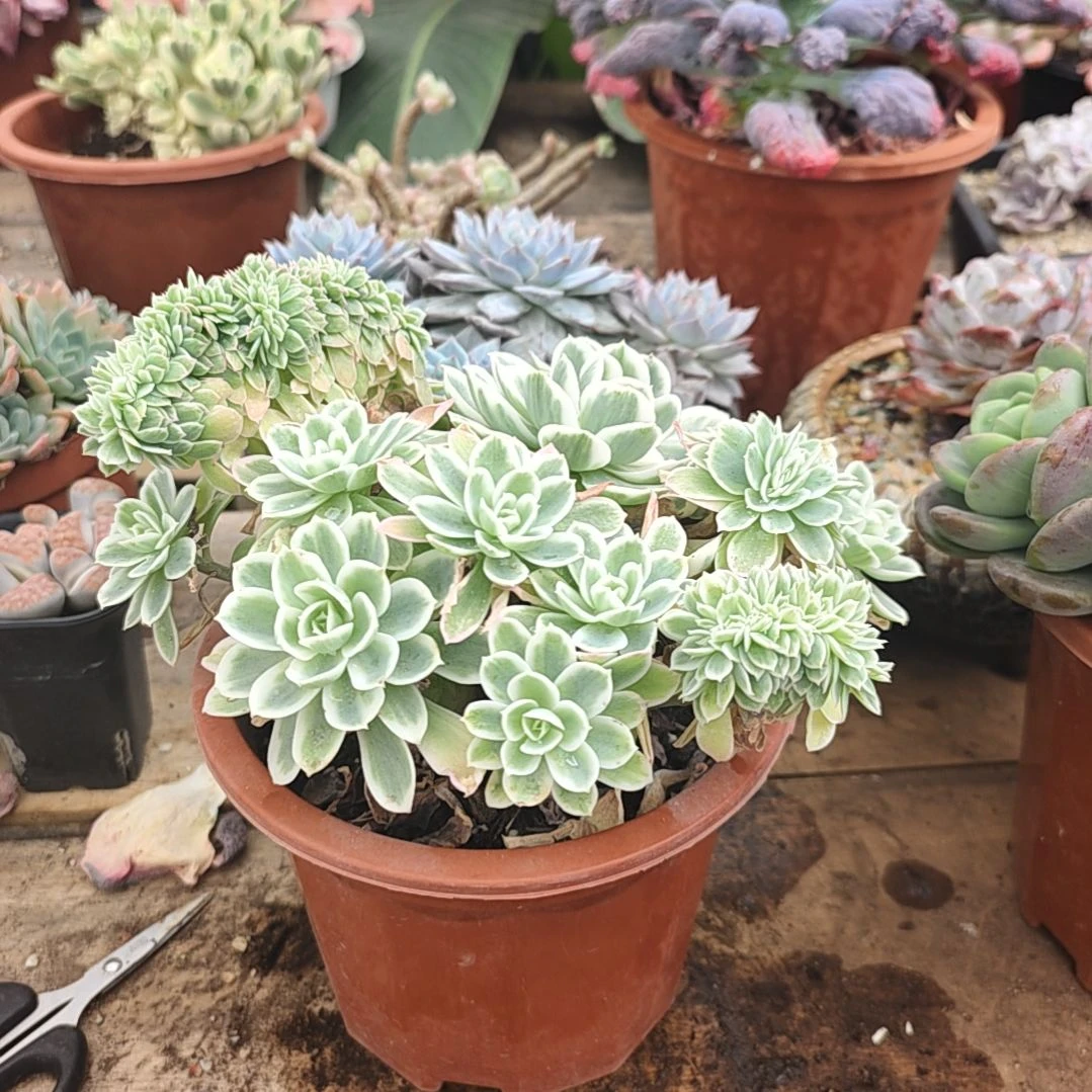 柠檬玫瑰锦多肉大白狗子