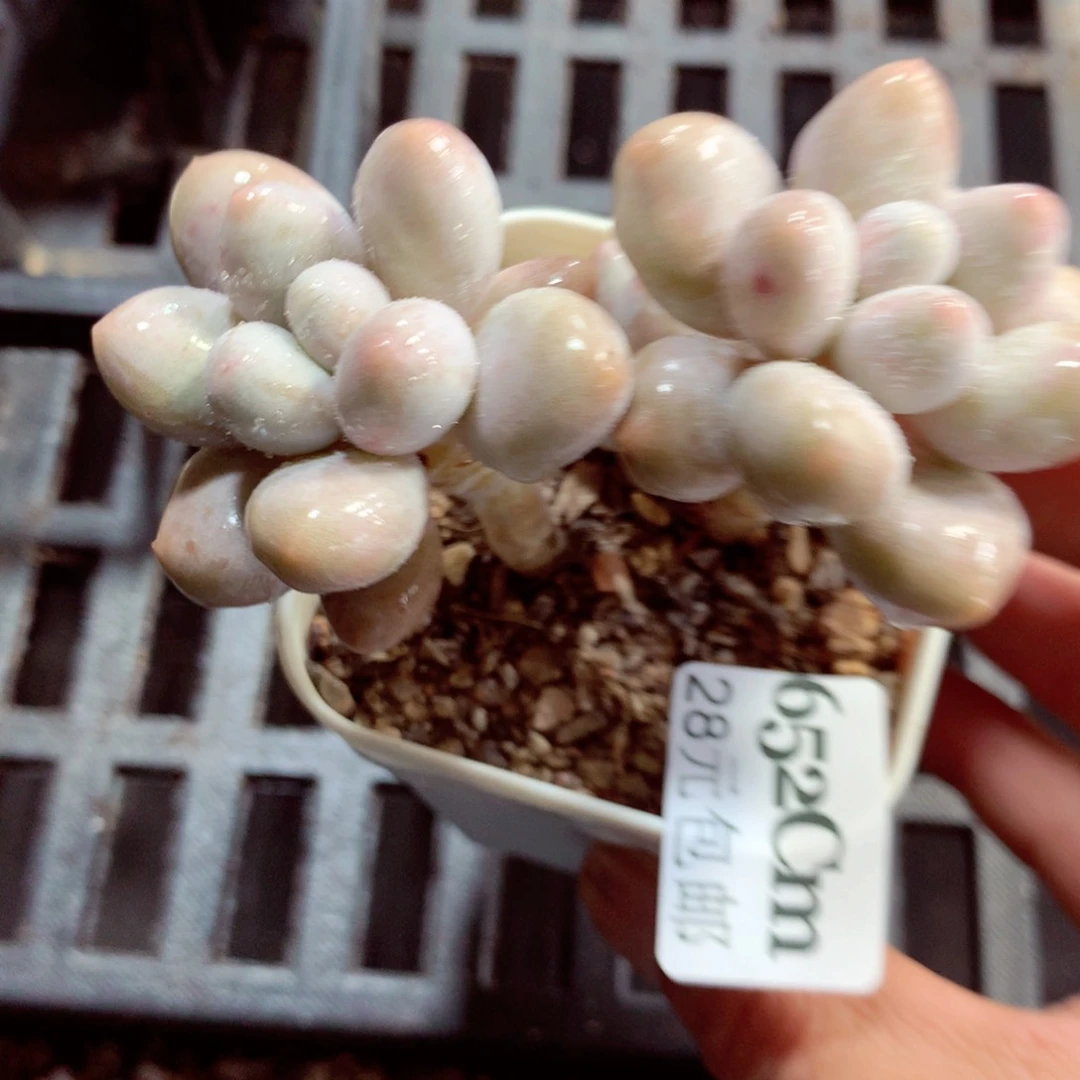 5厘米盆精控多肉652