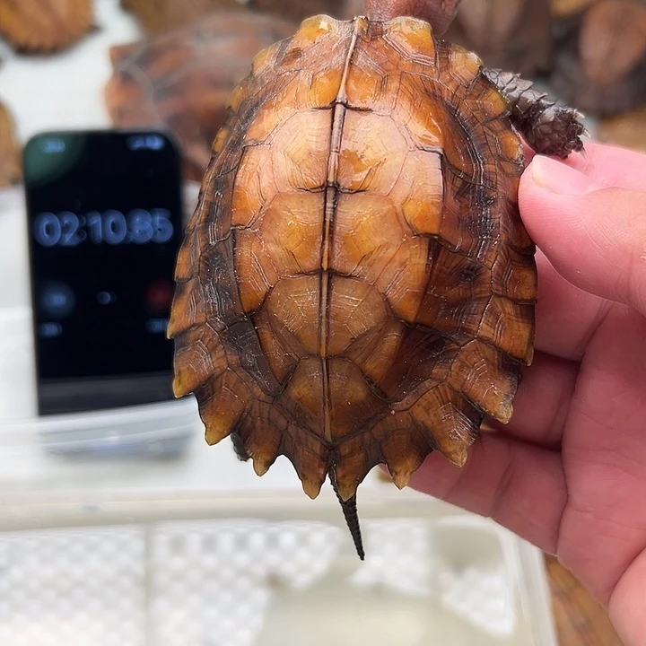 母宠物龟那*吧剧院龟