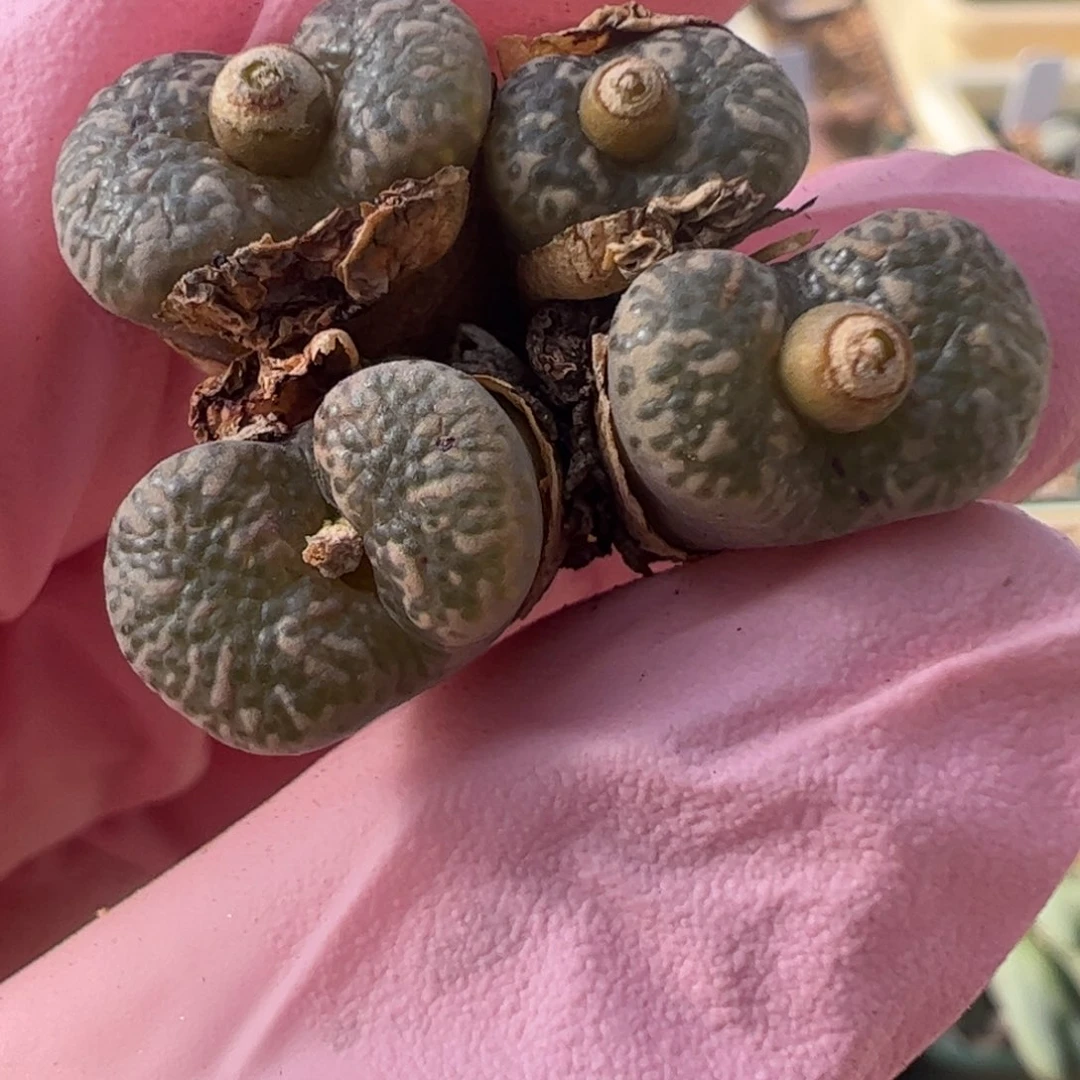 72 好看的多肉冲冲冲q