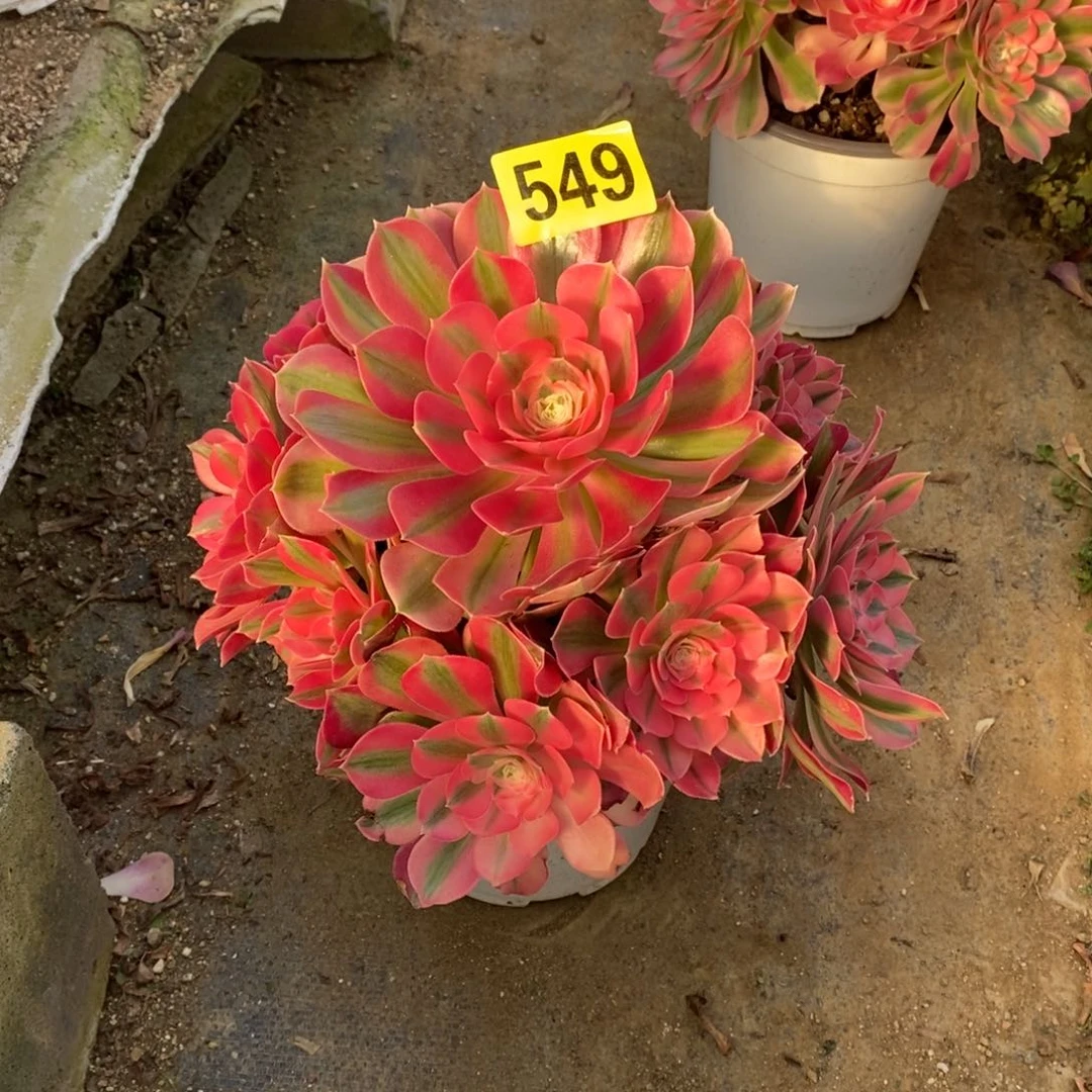 粉女巫多肉法师549