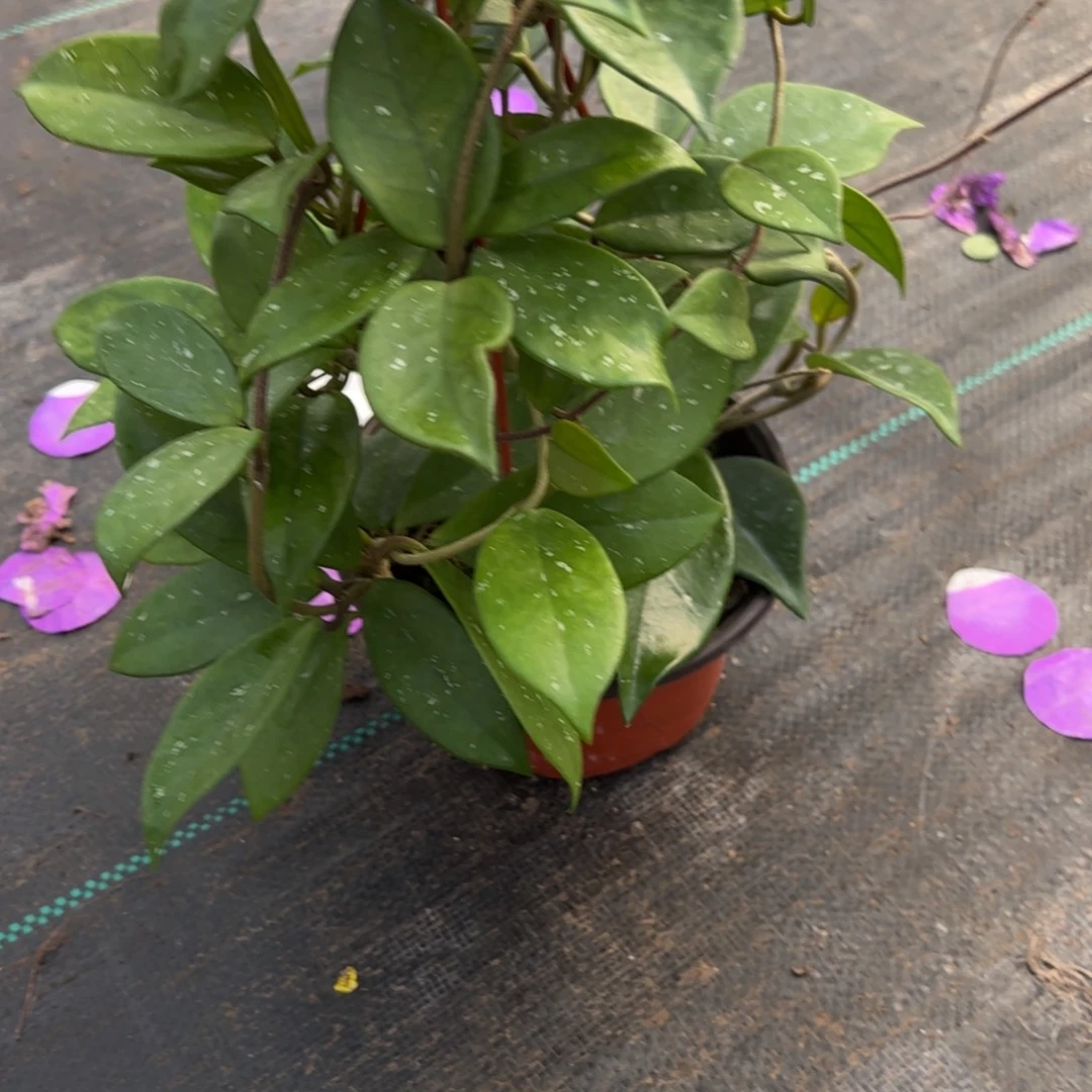 娜***呀无花朵绿叶红球兰