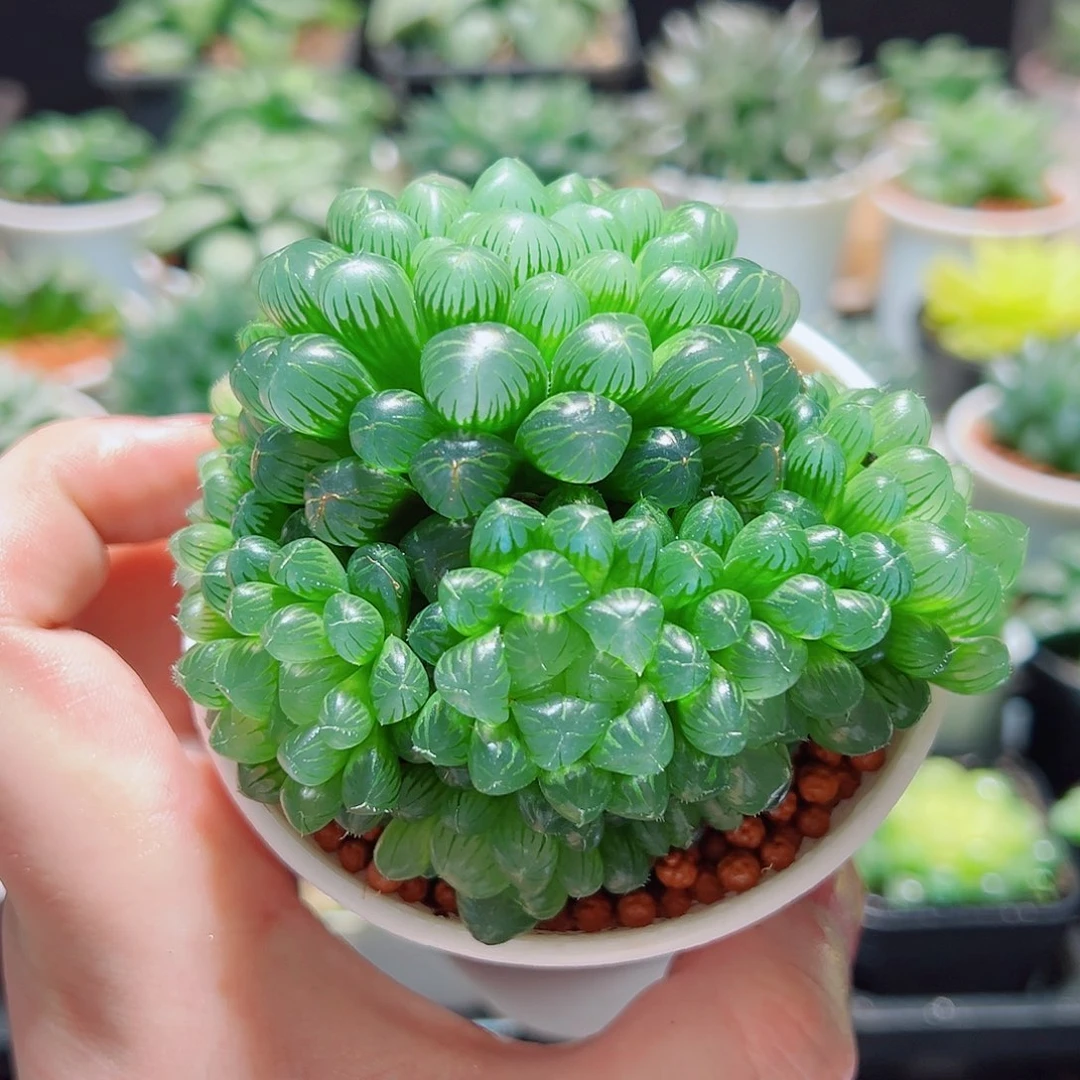 粉姬玉露群多肉多肉