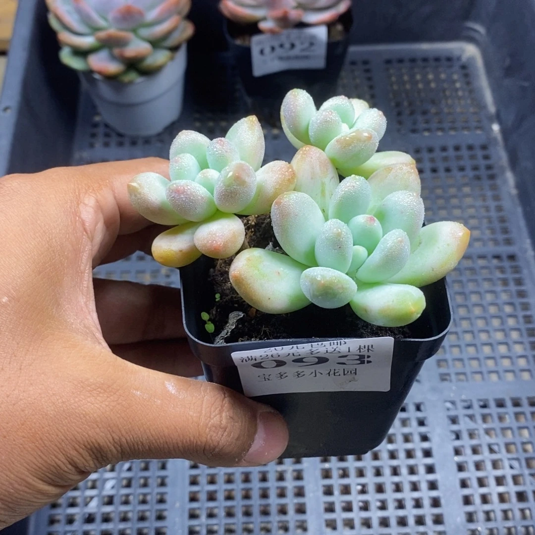 三头香水一物一拍满20包邮满26送一颗多肉
