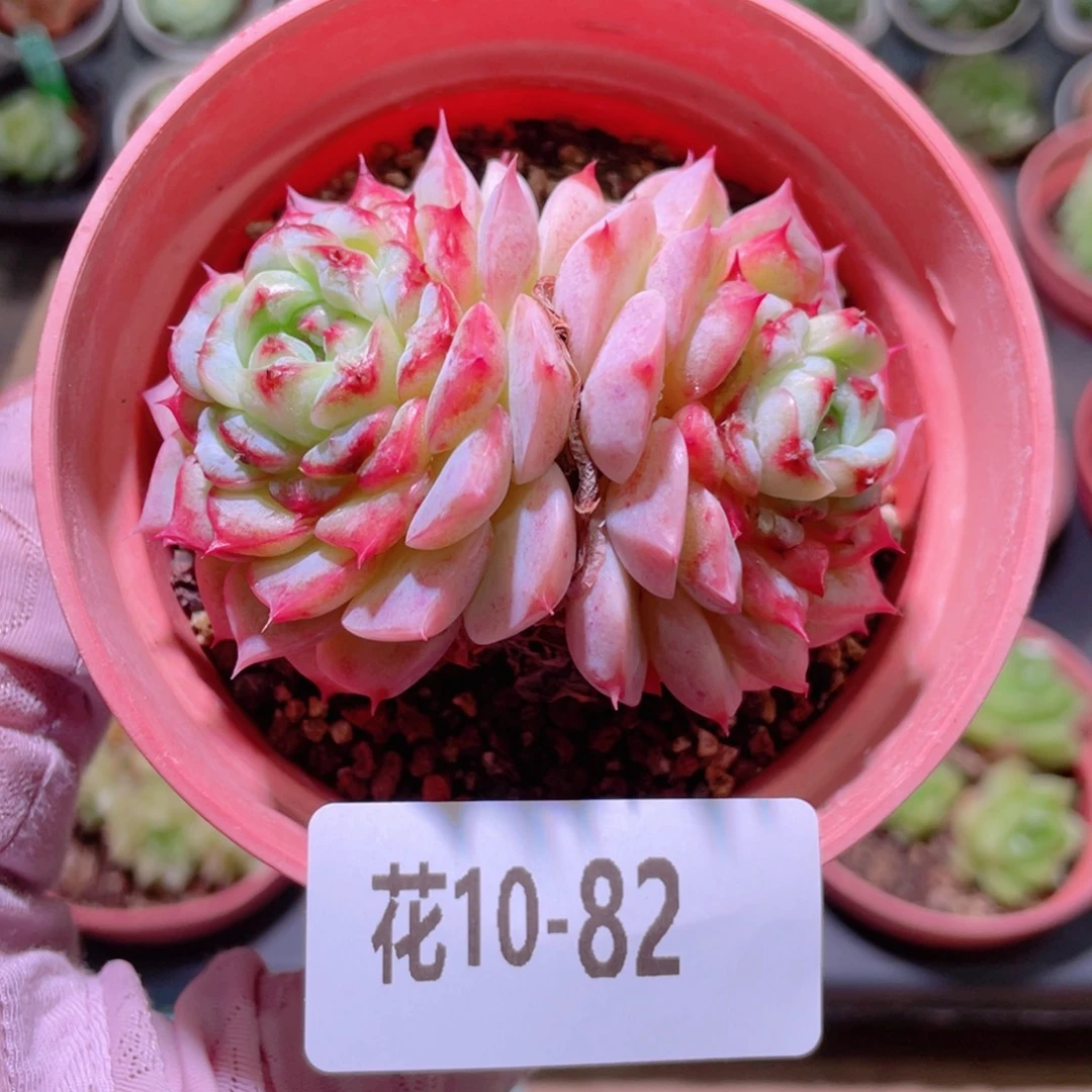 花利美10-82天鹅绒