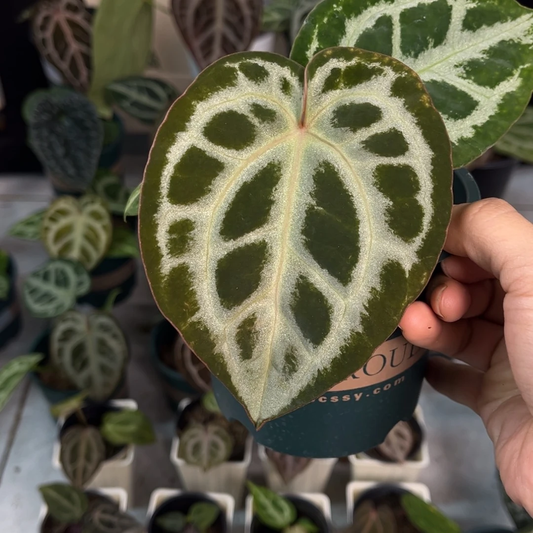 无花朵028 粉柠檬铜