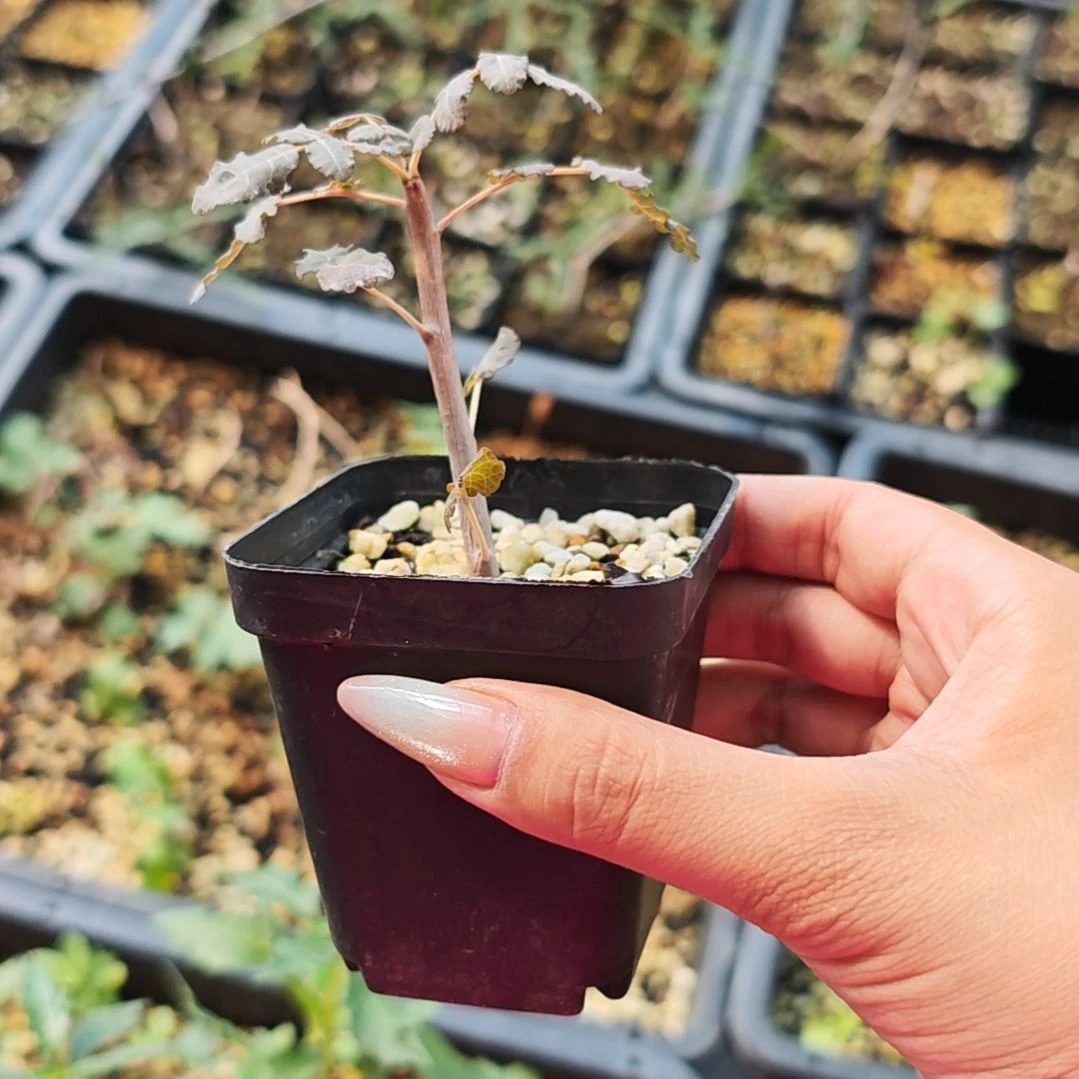 迪奥斯乳香多肉植物