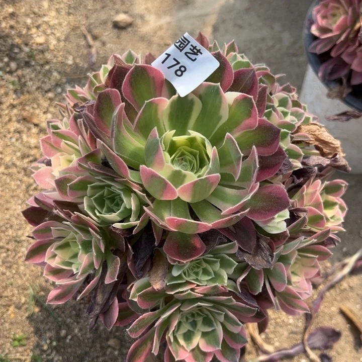 粉水晶手捧多肉植物178
