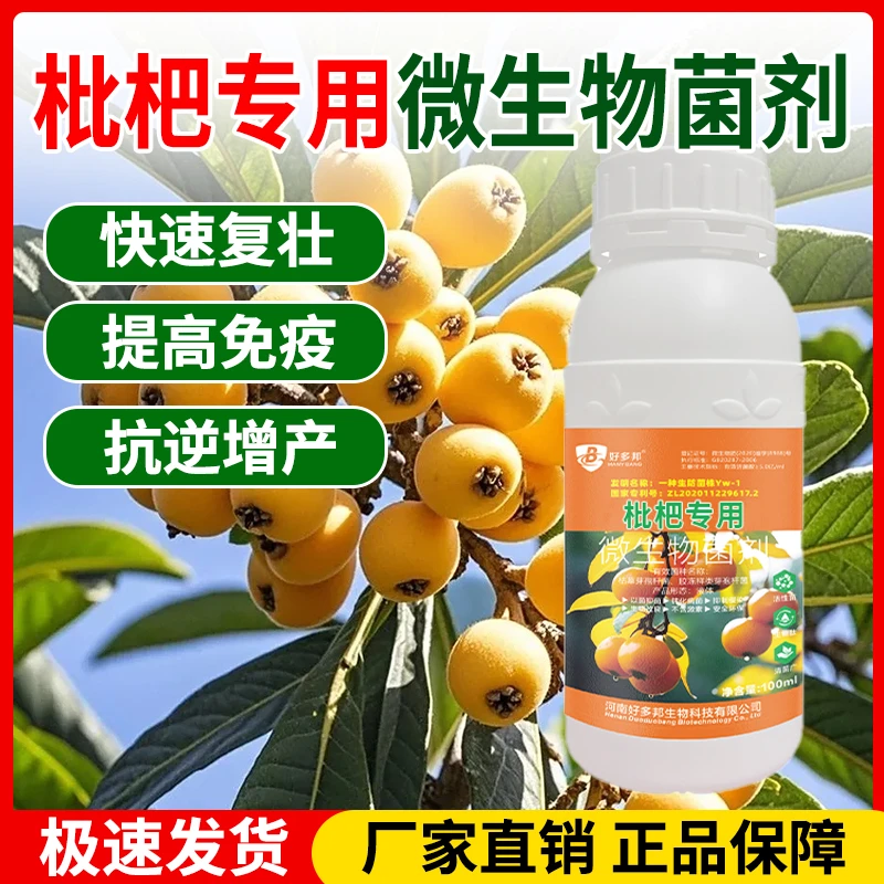 枇杷种植好帮手调节枇杷生长增强抗性快速复壮提质增收正品直销