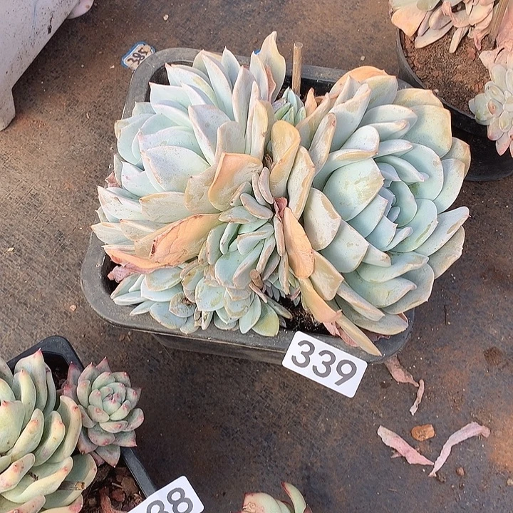 339雪特 一物一拍多肉