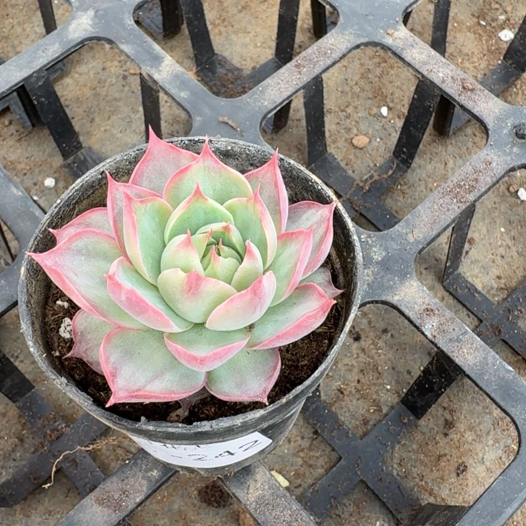 多肉杂交一物一拍15-242