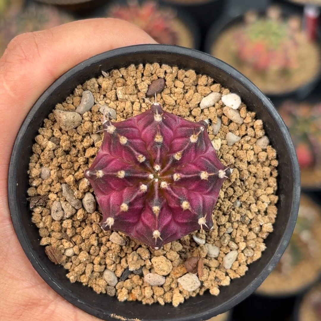 泰系米哈仙人球680