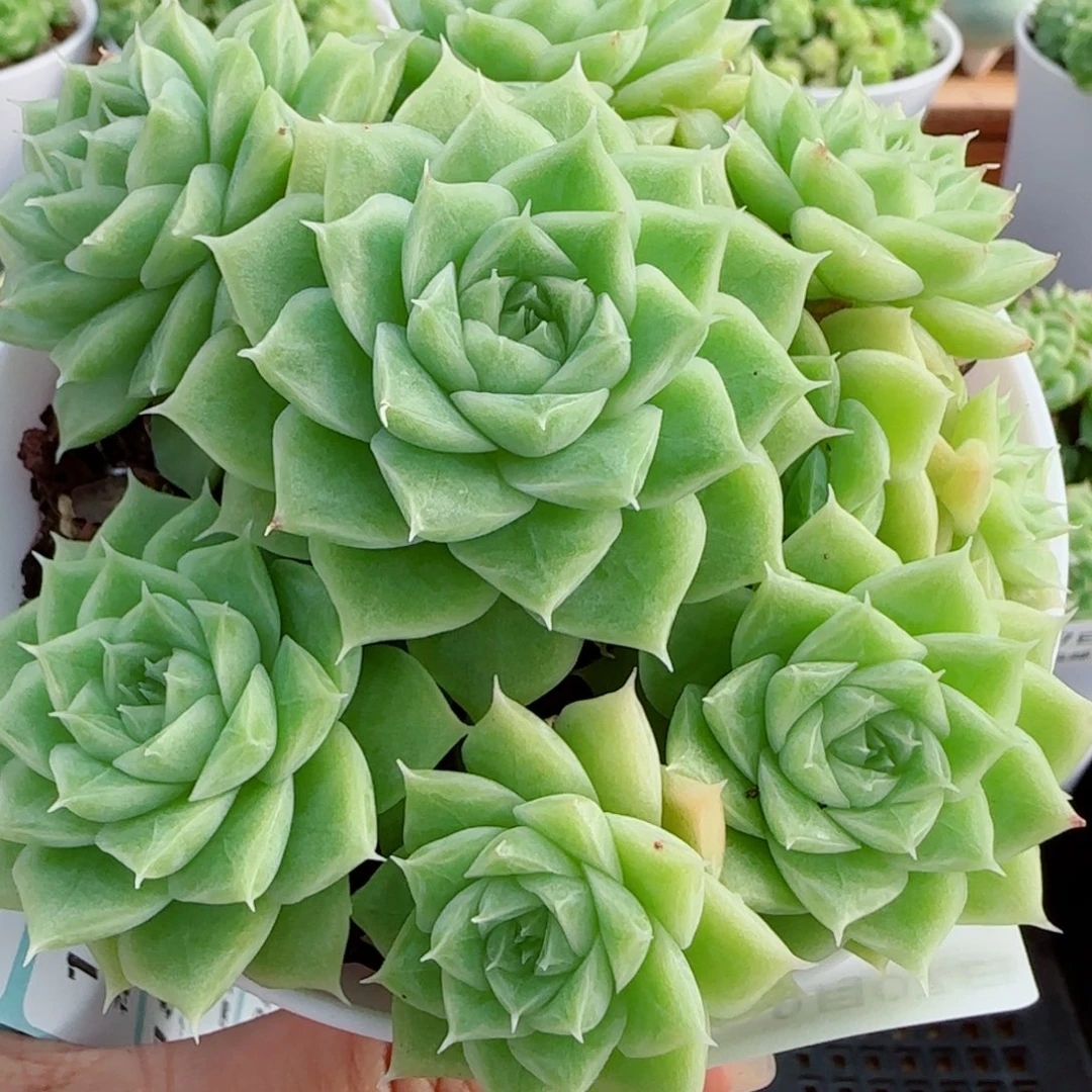 晚***团花语逸镜0907-12散