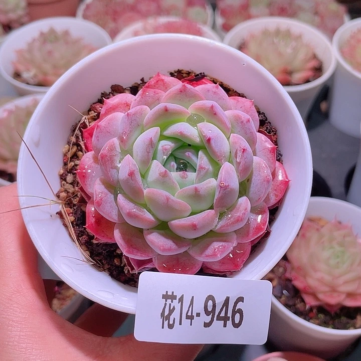 花利美14-946白桃汽水